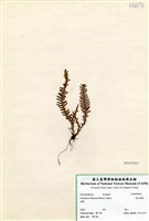 藏品(密毛蒿蕨)的圖片